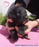 Fotos del anuncio: Cachorros mestizo pastor alemn 