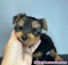 Fotos del anuncio: Cachorros Yorkshire Terrier machos y hembras 613 682 454