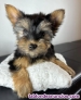 Fotos del anuncio: Cachorros Yorkshire Terrier machos y hembras 613 682 454