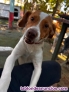 Fotos del anuncio: Perro tamao mediano pequeo 