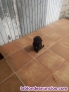 Fotos del anuncio: Cachorritos de caniche toy.