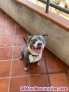 Fotos del anuncio: En adopcin american stanford