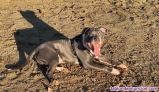 Fotos del anuncio: En adopcin american stanford