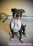 Fotos del anuncio: En adopcin american stanford