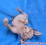 Fotos del anuncio: Gato sin pelo o gato esfinge