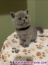Fotos del anuncio: Regalo Gatitos britnico de pelo corto 