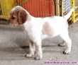 Fotos del anuncio: Camada de spaniel Bretn 