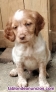 Fotos del anuncio: Camada de spaniel Bretn 