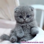 REGALO PRECIOSA gatito british pelo corto (whatsapp +34 632 25 19 18)