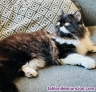 Fotos del anuncio: Gata Persa de 2 aos
