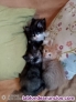 Fotos del anuncio: Preciosos gatitos se dan en adopcin 
