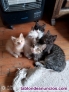 Fotos del anuncio: Preciosos gatitos se dan en adopcin 