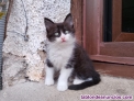 Fotos del anuncio: Preciosos gatitos se dan en adopcin 