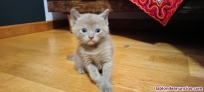 Fotos del anuncio: Gatitos en adopcin 