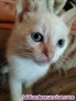 Fotos del anuncio: Gatitos en adopcin 