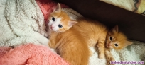 Fotos del anuncio: Gatitos en adopcin 