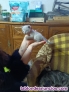 Fotos del anuncio: Se regalan gatitos a gente que los cuide 