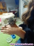 Fotos del anuncio: Se regalan gatitos a gente que los cuide 