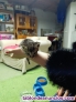 Fotos del anuncio: Se regalan gatitos a gente que los cuide 