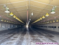 Fotos del anuncio: Venta granjas pollo de engorde