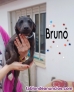 Fotos del anuncio: Cachorros pincher en adopcin 