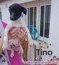 Fotos del anuncio: Cachorros pincher en adopcin 