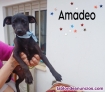 Fotos del anuncio: Cachorros pincher en adopcin 