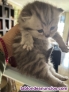 Fotos del anuncio: British Longhair Silver Tabby