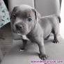 Fotos del anuncio: Adopcin - Cachorros de Blue Staffordshire Bull Terrier +34 603954563