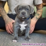 Fotos del anuncio: Adopcin - Cachorros de Blue Staffordshire Bull Terrier +34 603954563