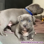 Fotos del anuncio: Adopcin - Cachorros de Blue Staffordshire Bull Terrier +34 603954563