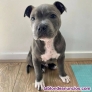 Fotos del anuncio: Adopcin - Cachorros de Blue Staffordshire Bull Terrier +34 603954563