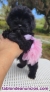 Fotos del anuncio: Maltipoo Mallorca 698274525 