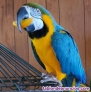 Fotos del anuncio: Regale adorables loros guacamayos en adopcin