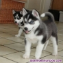 Fotos del anuncio: Regalo: Preciosos cachorros de husky para adopcin.