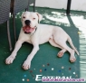 Fotos del anuncio: Boxer blanco en adopcin 