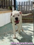 Fotos del anuncio: Boxer blanco en adopcin 