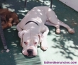 Fotos del anuncio: Boxer blanco en adopcin 