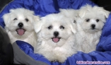 Fotos del anuncio: Regalo lindo Cachorros Bichon Maltese