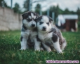 Fotos del anuncio: Regalo Preciosos Cachorros Husky siberiano