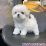 Fotos del anuncio: Regalo precicio cachorros bichon maltese whatsapp(+34670474267)