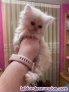 Fotos del anuncio: Preciosos gatitos Persa