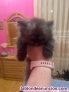 Fotos del anuncio: Preciosos gatitos Persa