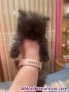 Fotos del anuncio: Preciosos gatitos Persa