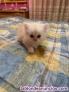 Fotos del anuncio: Preciosos gatitos Persa