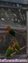 Fotos del anuncio: Agapornis fisher