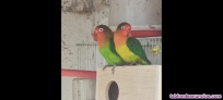 Fotos del anuncio: Agapornis fisher