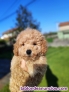 Fotos del anuncio: Disponible caniche toy