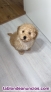 Fotos del anuncio: Disponible caniche toy