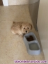 Fotos del anuncio: Disponible caniche toy